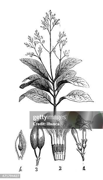 antique illustration of cinchona officinalis (quinine bark tree) - quinine plant stock illustrations