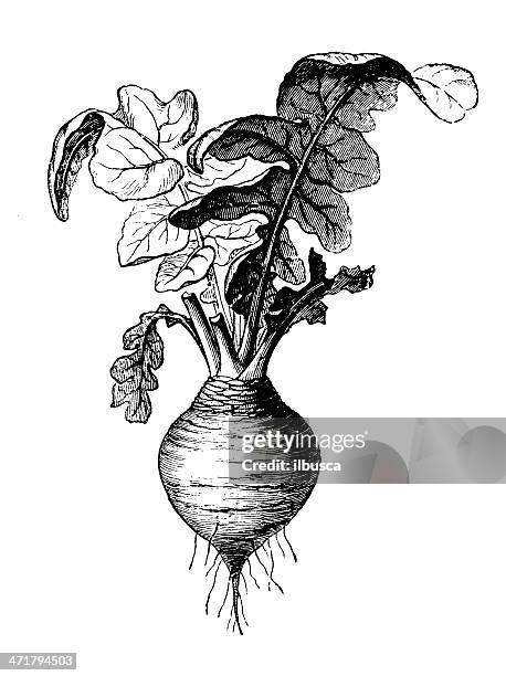 antique illustration of rutabaga (brassica napobrassica) - rutabaga 幅插畫檔、美工圖案、卡通及圖標