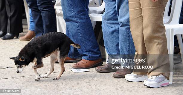 Former president, senator Jose Mujica pet dog Manuela as he participates in the May Day celebrations in Montevideo, on May 1, 2015. AFP PHOTO/ Miguel...