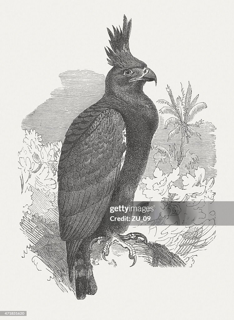 Long-crested eagle (Lophaetus occipitalis), wood engraving, published in 1874