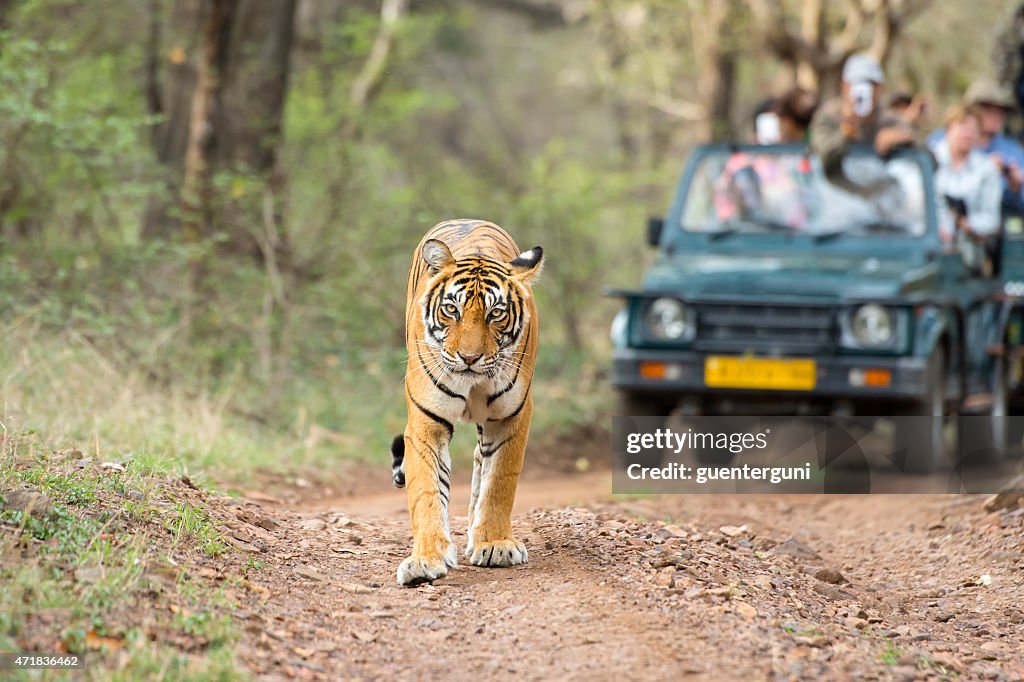 Bengal tiger (Panthera tigris tigris) in front of tourist car