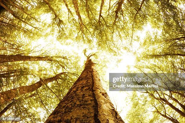 forest in spring - abruzzo national park stock pictures, royalty-free photos & images