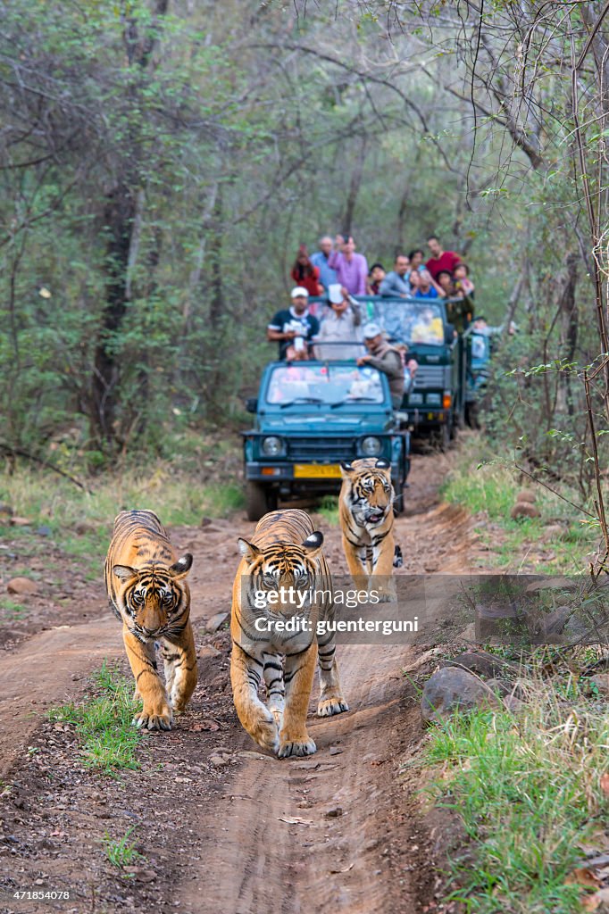 Bengal tigers (Panthera tigris tigris) in front of tourist car