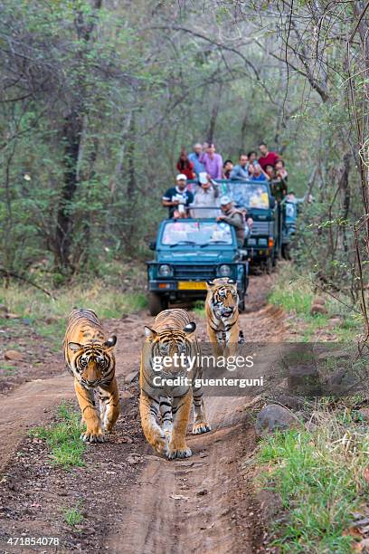 bengal tigers (panthera tigris tigris) in front of tourist car - ranthambore national park stock pictures, royalty-free photos & images