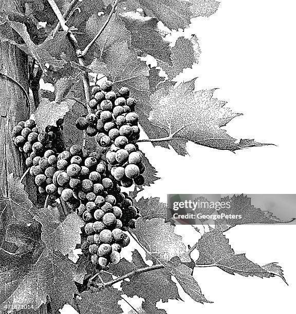 illustrations, cliparts, dessins animés et icônes de raisins de vin - plante grimpante et vigne