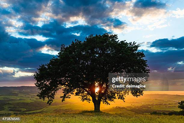 The Single Tree Single Tree Sunset Photos and Premium High Res Pictures - Getty Images