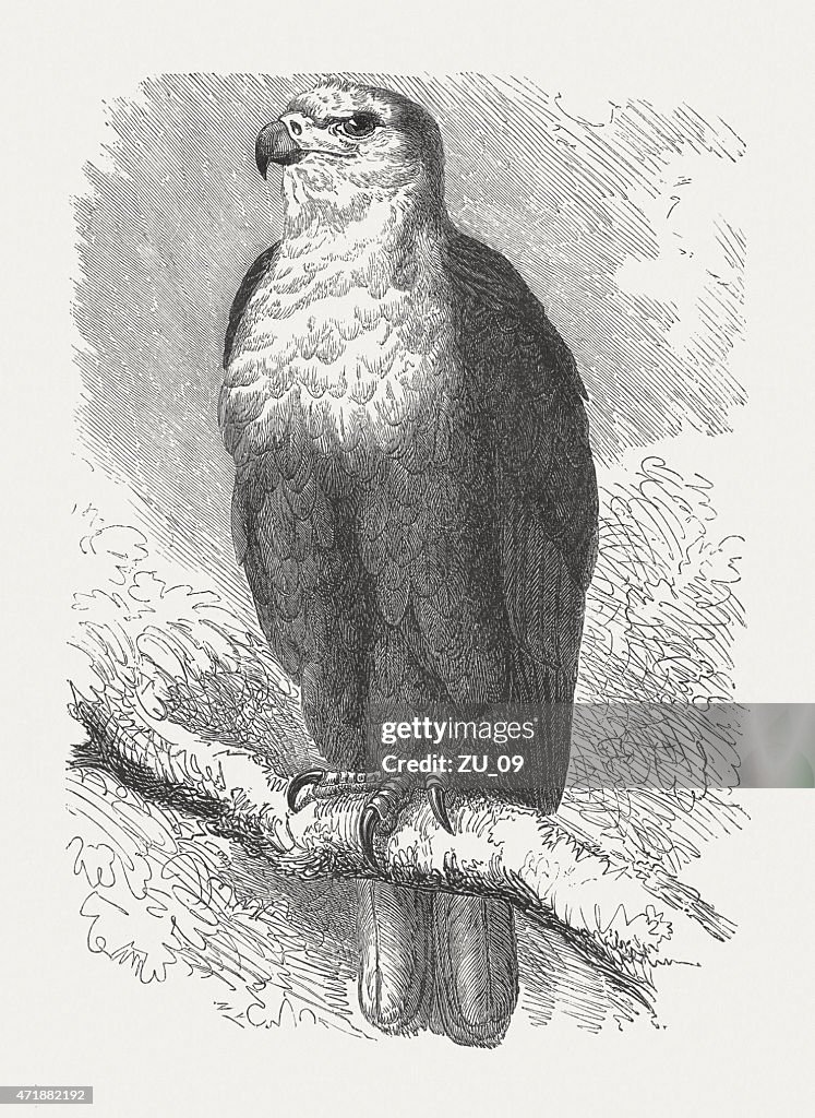 African fish eagle (Haliaeetus vocifer), wood engraving, published in 1874