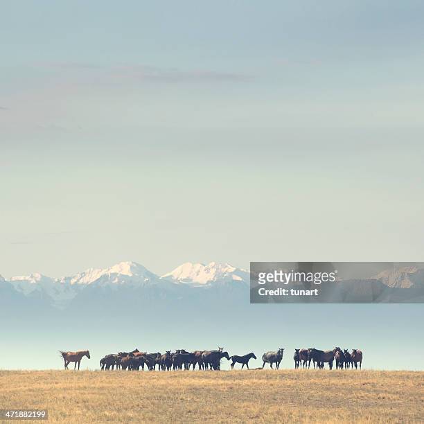 キルギスタン - ステップ地帯 ストックフォトと画像