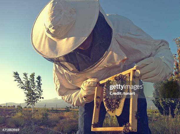 apiarist - apicoltura foto e immagini stock