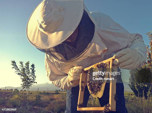 apiarist - apiculture stock pictures, royalty-free photos & images