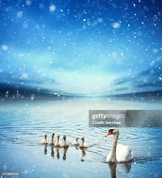 swan family - swan stock pictures, royalty-free photos & images