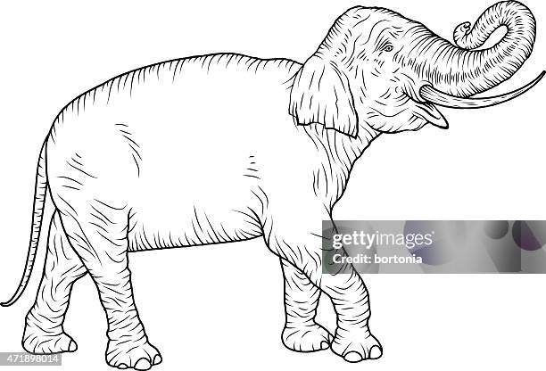 indian elephant vintage black and white line art - animal trunk 幅插畫檔、美工圖案、卡通及圖標