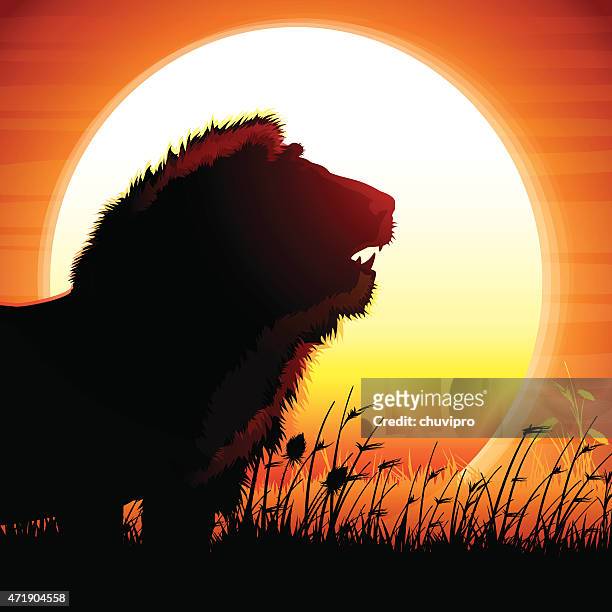 ilustrações, clipart, desenhos animados e ícones de safári de leões silhueta contra o sol quente - roaring