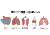 breathing apparatus