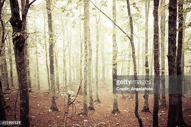 autumn and forest  in the fog - copse stock pictures, royalty-free photos & images