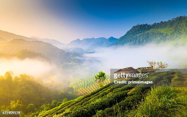 beautiful sunshine at misty morning mountains . - chiang mai province stock pictures, royalty-free photos & images