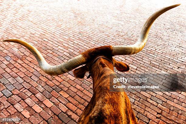 longhorn de texas - fort worth fotografías e imágenes de stock