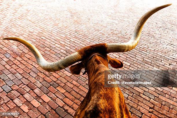 texas longhorn - fort worth stock pictures, royalty-free photos & images