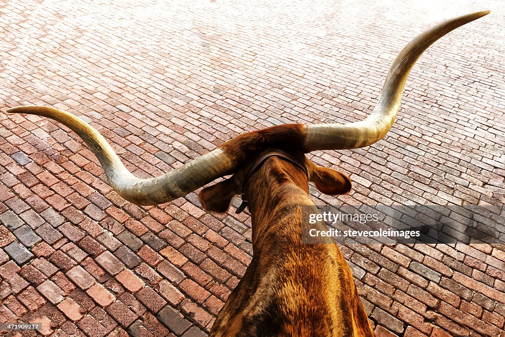 Texas Longhorn Steer