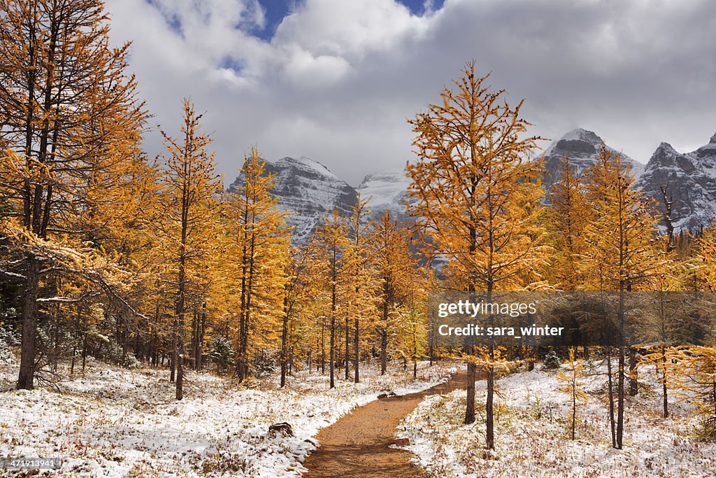 Lariço do árvores no Outono após a primeira neve, Banff NP, Canadá
