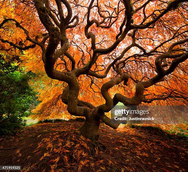 arce japonés en otoño color - fall in seattle fotografías e imágenes de stock