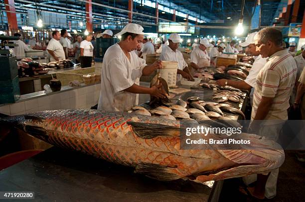 The pirarucu, also known as arapaima or paiche a South American tropical freshwater fish at Manaus City Market , Brazil. It is a living fossil and...