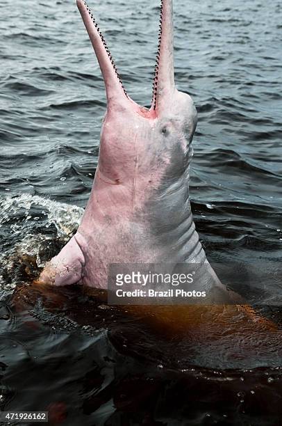 The Amazon river dolphin or Pink River Dolphin , is a freshwater river dolphin endemic to the Amazon. In Portuguese boto-vermelho ou...
