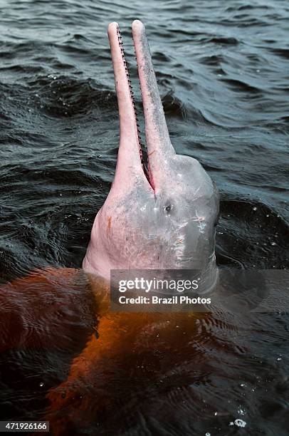 The Amazon river dolphin or Pink River Dolphin , is a freshwater river dolphin endemic to the Amazon. In Portuguese boto-vermelho ou...