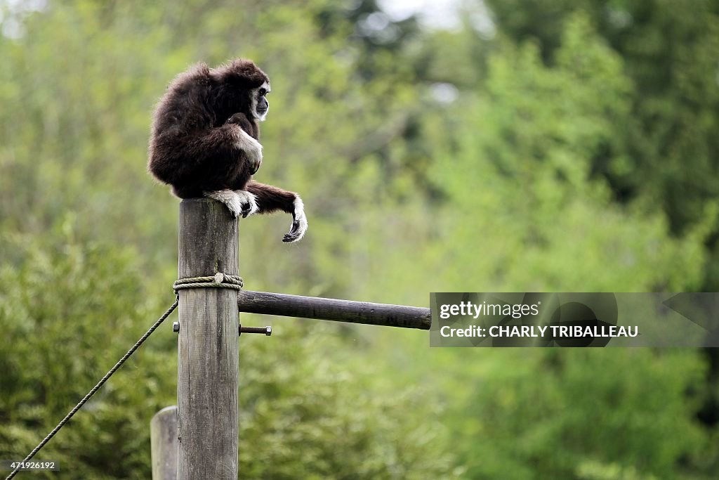 FRANCE-ANIMAL-ZOO-GIBBON