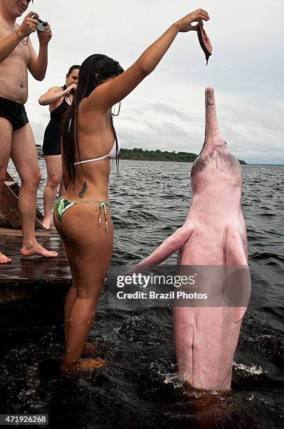 Ecotourism in Amazon rain forest - Tourists feeding the Amazon river dolphin or Pink River Dolphin , a freshwater river dolphin endemic to the...