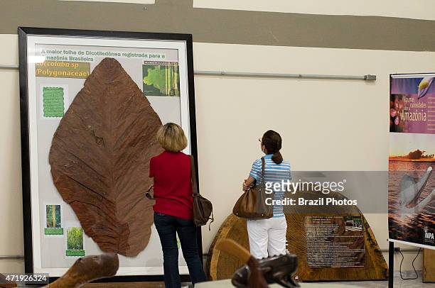 The largest leaf of a Magnoliopsidas or dicotiledôneas found in Brazilian Amazon rain forest - Exhibition at Bosque da Ciência in Manaus, Amazonas...
