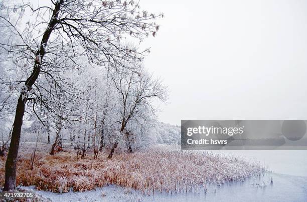 winter landscape on a river with birch tree - rime ice stock pictures, royalty-free photos & images