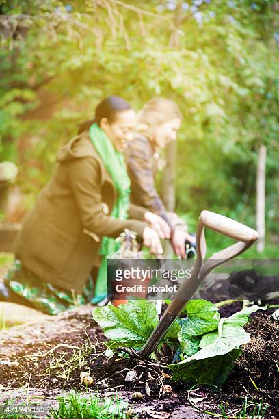 urban gardening - pixalot stock pictures, royalty-free photos & images