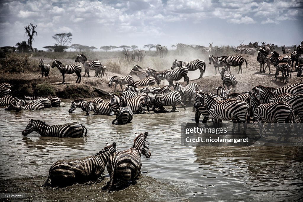 Serengeti Migration