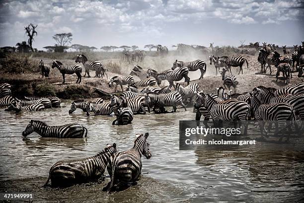 serengeti migración - nicolamargaret fotografías e imágenes de stock