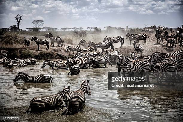 serengeti migration - zebra herd stock pictures, royalty-free photos & images