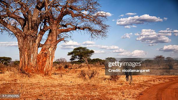 elephant and baobab tree in tanzania - tarangire national park stockfoto's en -beelden