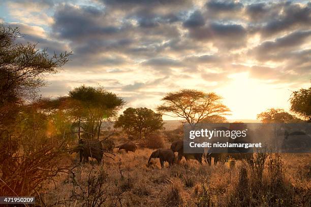 elephants at dawn, tanzania - africa landscape stockfoto's en -beelden