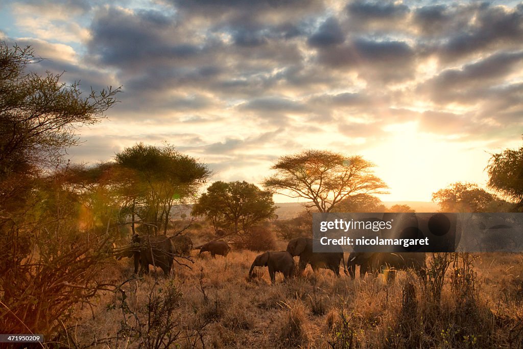 Elephants at dawn, Tanzania
