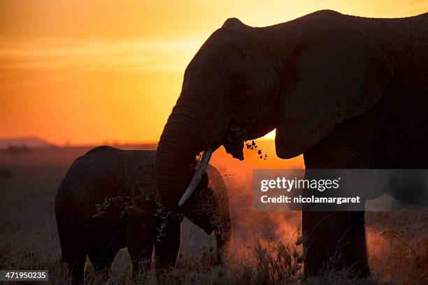 elephants at sunset, africa - elephant calf stock pictures, royalty-free photos & images