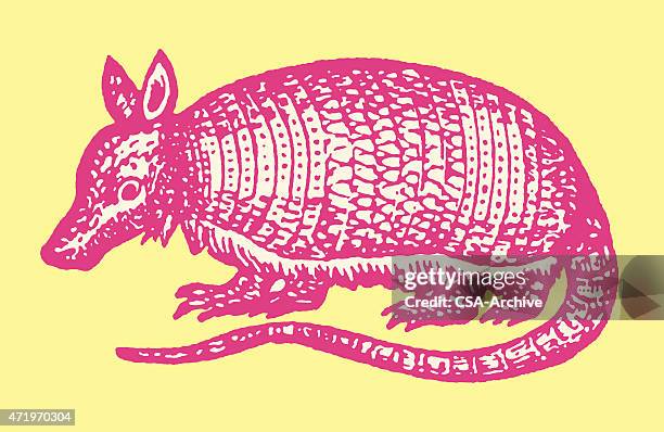 ilustraciones, imágenes clip art, dibujos animados e iconos de stock de armadillo - tatu