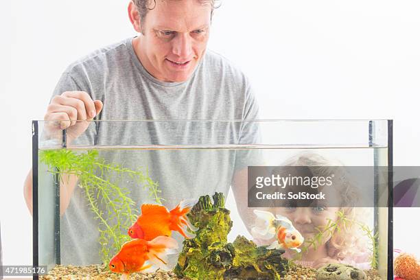 look at my pet goldfish! - pet goldfish stock pictures, royalty-free photos & images
