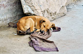 Abandoned dog