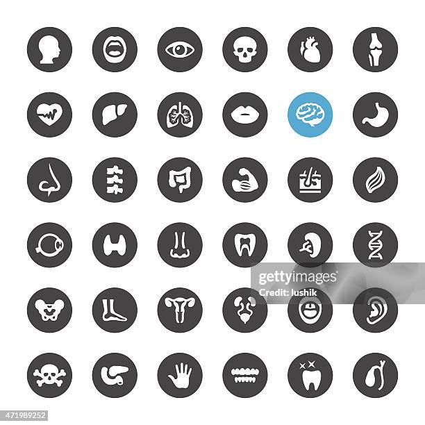 stockillustraties, clipart, cartoons en iconen met human body and internal organ vector icons - spier