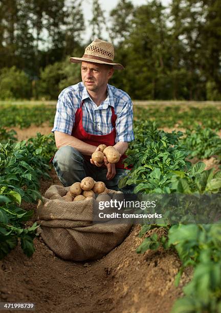 agricultor olhando a sua colheita de batata no campo de linha - potato harvest imagens e fotografias de stock