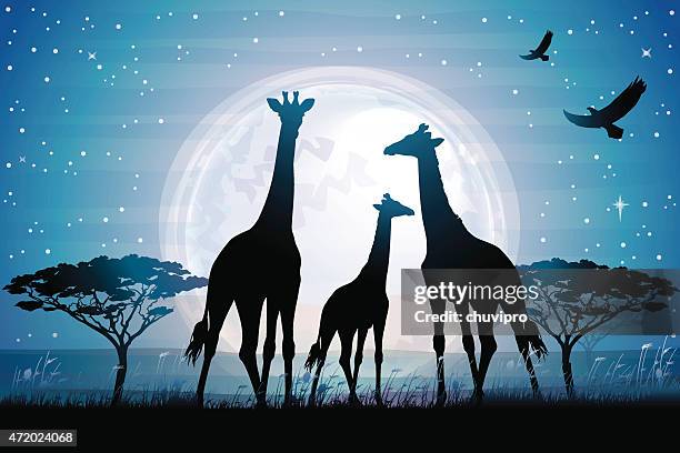 bildbanksillustrationer, clip art samt tecknat material och ikoner med three giraffes silhouettes safari in savanna against blue moon - white giraffe