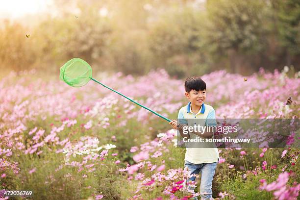 asian boy caught a butterfly in the garden - catching butterflies stock pictures, royalty-free photos & images