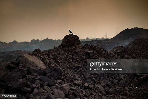 Bird sitting on top of a pile of coal and rocks at the Jharia coal mines. Jharia in India's eastern Jharkand state is literally in flames. This is...