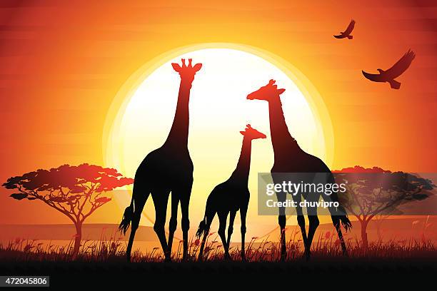 three giraffes silhouettes safari in savanna against hot sun - safari stock illustrations