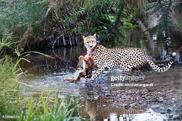 cheetah catching prey in the serengeti - deer in africa stock pictures, royalty-free photos & images